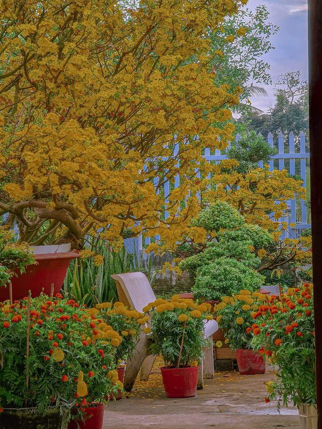  Vườn mai cực phẩm ở Cần Thơ đẹp nức nở mùa Tết: Sân vườn 500m2 được phủ kín với gần 50 gốc mai, cây giá trị nhất lên đến 500 triệu - Ảnh 8.