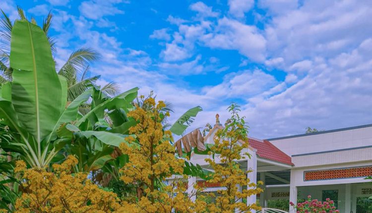 Vườn mai cực phẩm ở Cần Thơ đẹp nức nở mùa Tết: Sân vườn 500m2 được phủ kín với gần 50 gốc mai, cây giá trị nhất lên đến 500 triệu – Ảnh 9.