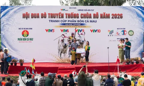 Lan tỏa bản sắc miền Tây qua Hội đua bò Bảy Núi và câu chuyện hạt gạo Việt