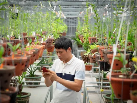 Phong lan phi điệp đột biến và câu chuyện về anh Xuân – chủ sở hữu vườn lan  đột biến siêu khủng tại Bình Phước
