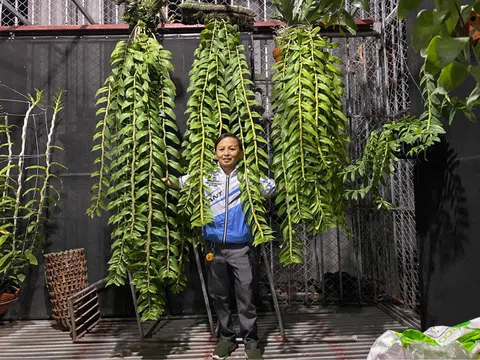 Mạnh Đinh: 1 người Làm giàu thành công từ đam mê phong lan
