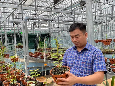 Phạm Đình Đô và những lần chi tiền khủng chinh phục lan đột biến