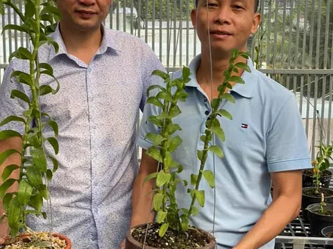 Ông chủ vườn lan Lê Toại gợi ý các biện pháp diệt trừ nhện đỏ gây bệnh cho lan